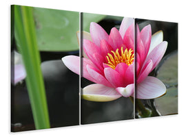 modern-3-piece-canvas-print-the-water-lily-in-pink
