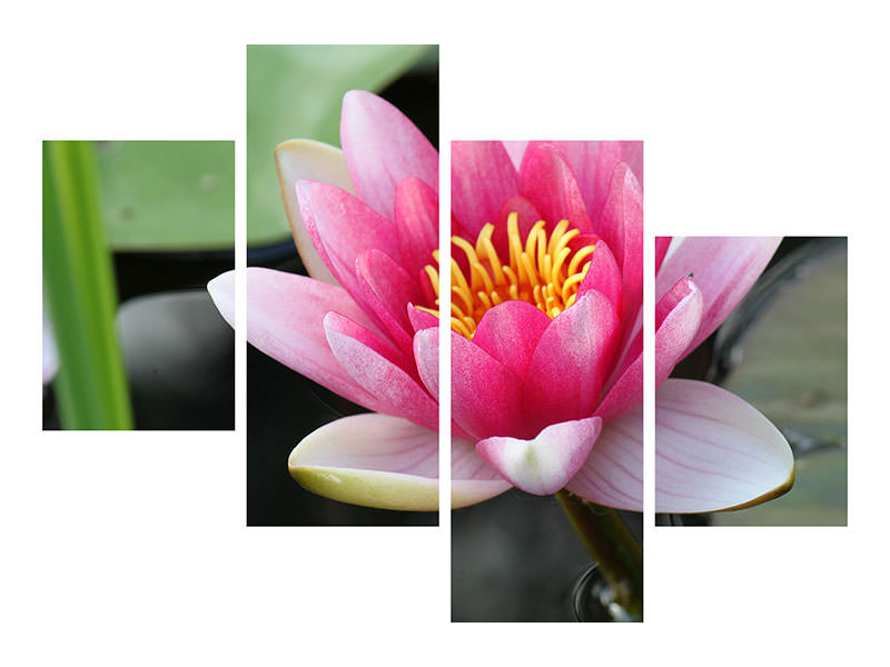 5-piece-canvas-print-the-water-lily-in-pink