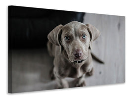 3-piece-canvas-print-the-weimaraner
