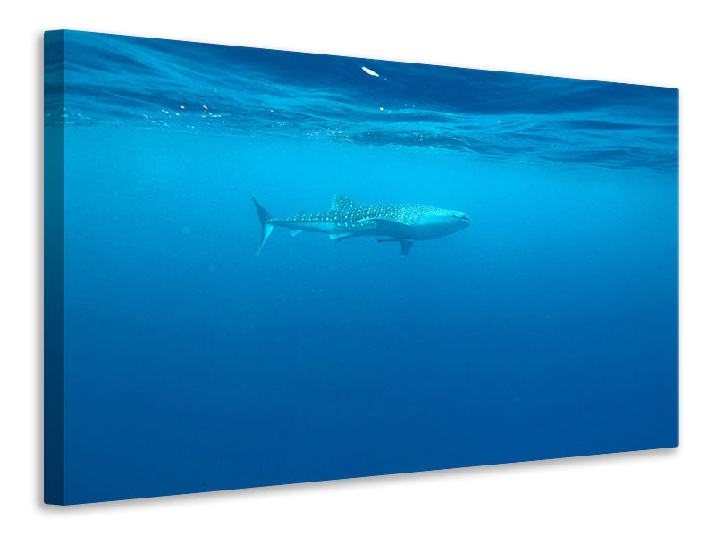5-piece-canvas-print-the-whale-shark