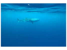 modern-4-piece-canvas-print-the-whale-shark