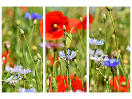canvas-print-the-wild-poppy-xl