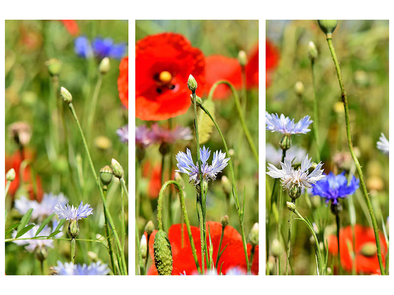 canvas-print-the-wild-poppy-xl