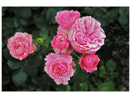 3-piece-canvas-print-the-wild-roses-in-pink