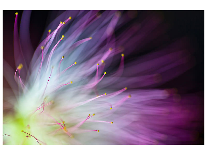 panoramic-canvas-print-the-will-o-the-wisp