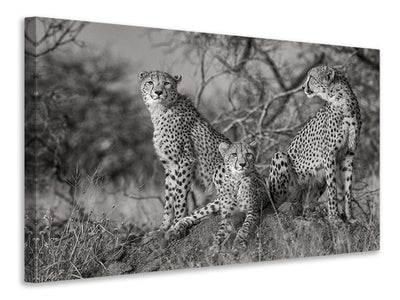 3-piece-canvas-print-three-cats