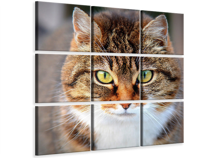 4-piece-canvas-print-tiger-cat