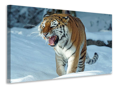 3-piece-canvas-print-tiger-in-the-snow