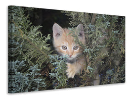 3-piece-canvas-print-tiger-kitten