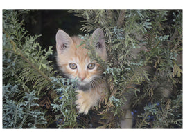 3-piece-canvas-print-tiger-kitten