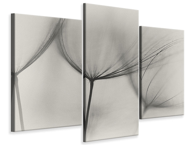 canvas-print-tragopogon