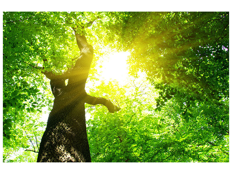 panoramic-canvas-print-tree