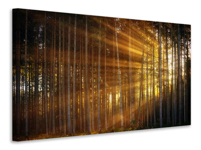 3-piece-canvas-print-trees-in-sunbeams