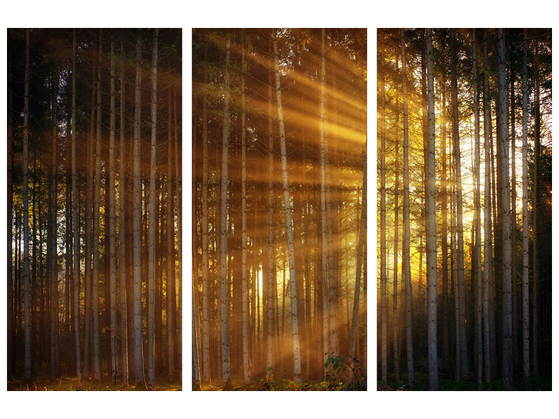 modern-4-piece-canvas-print-trees-in-sunbeams