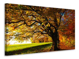 5-piece-canvas-print-trees-in-the-autumn