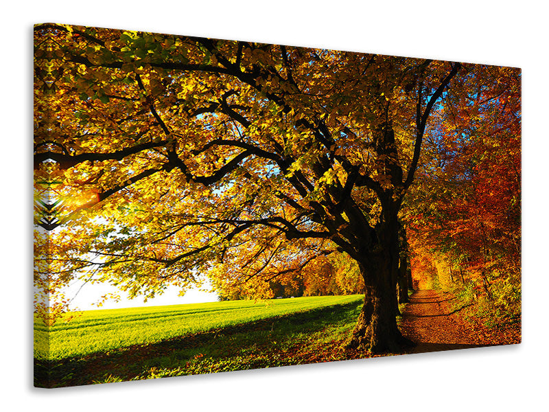 modern-3-piece-canvas-print-trees-in-the-autumn