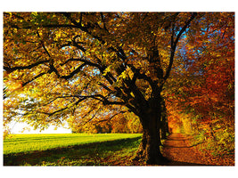 4-piece-canvas-print-trees-in-the-autumn