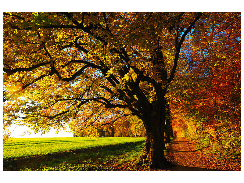 modern-4-piece-canvas-print-trees-in-the-autumn