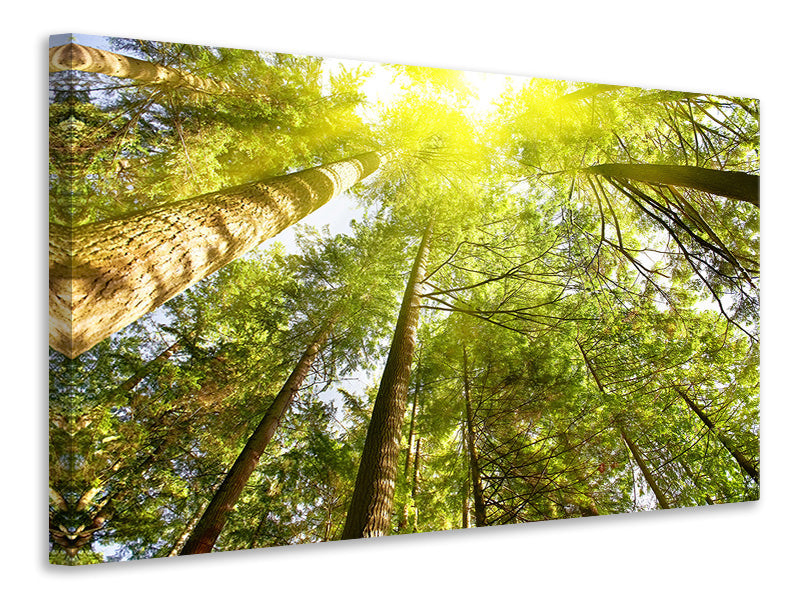 5-piece-canvas-print-treetops-in-the-sun