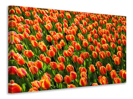 4-piece-canvas-print-tulip-field-in-orange