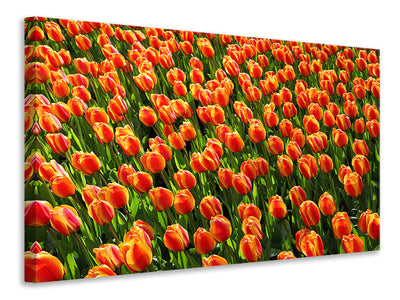 4-piece-canvas-print-tulip-field-in-orange
