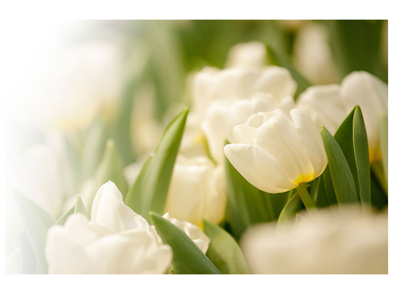 5-piece-canvas-print-tulips-perspective