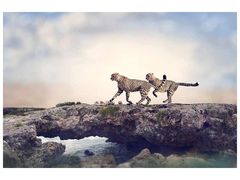 panoramic-3-piece-canvas-print-two-cheetahs