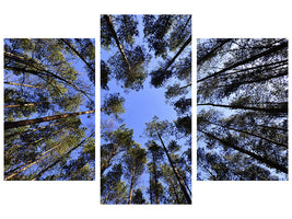 canvas-print-under-high-treetops
