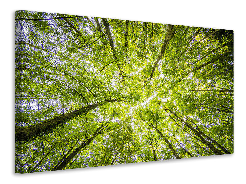 5-piece-canvas-print-under-the-treetops