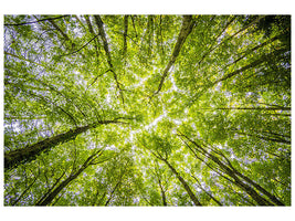 5-piece-canvas-print-under-the-treetops