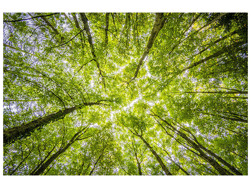 modern-4-piece-canvas-print-under-the-treetops