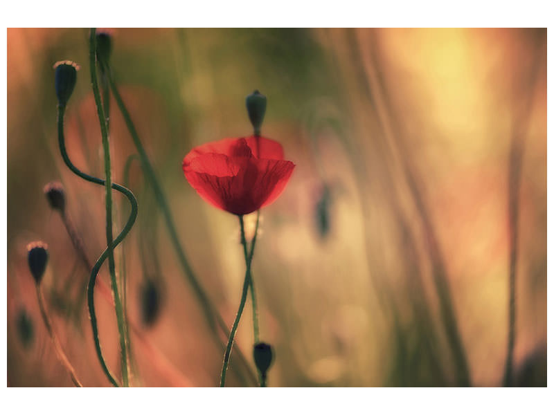 panoramic-canvas-print-untitled-xxviii