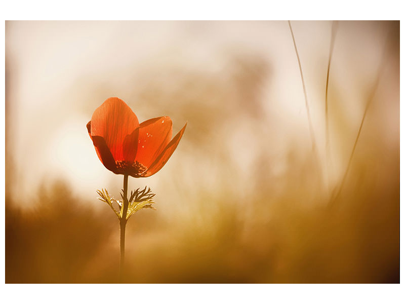 4-piece-canvas-print-untitled-xxxi