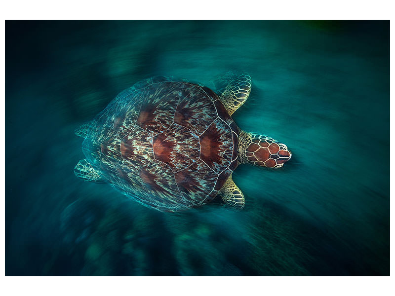 5-piece-canvas-print-valocity-turtle