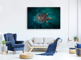 4-piece-canvas-print-valocity-turtle