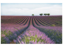 panoramic-3-piece-canvas-print-velours-de-lavender