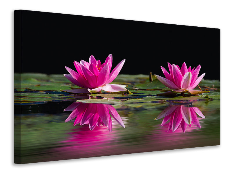 panoramic-canvas-print-water-lilies-duo-in-pink