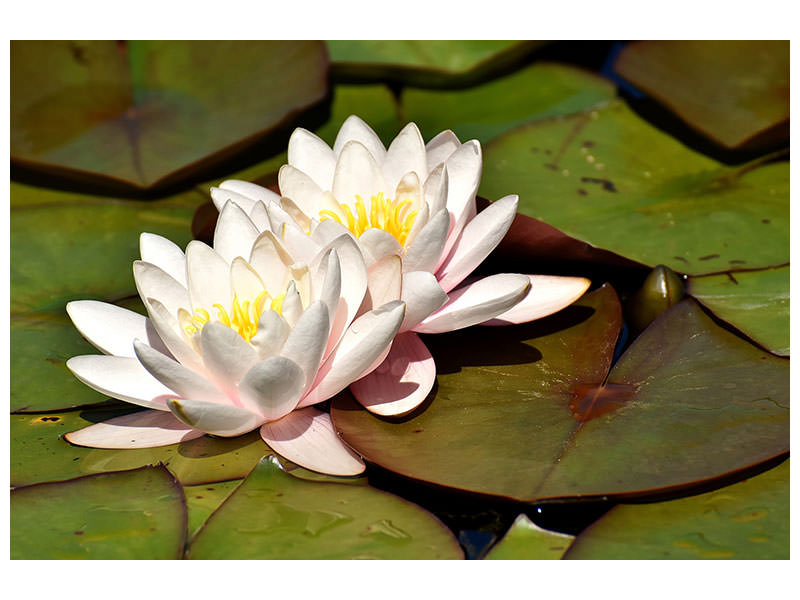 3-piece-canvas-print-water-lily-duo-in-white