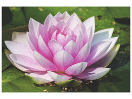 3-piece-canvas-print-water-lily-in-pink