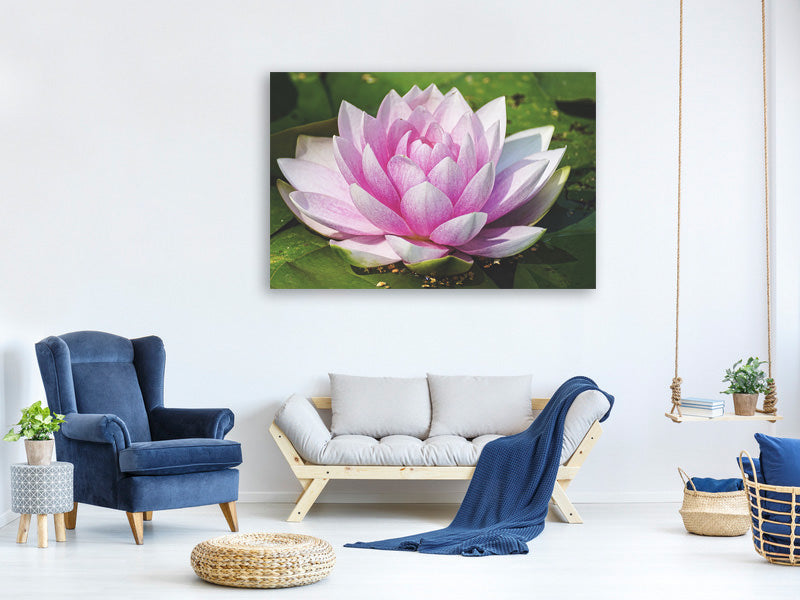 3-piece-canvas-print-water-lily-in-pink