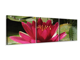 canvas-print-water-lily-in-red