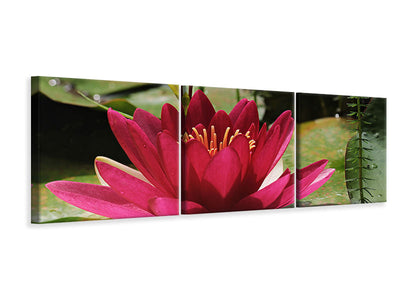 canvas-print-water-lily-in-red
