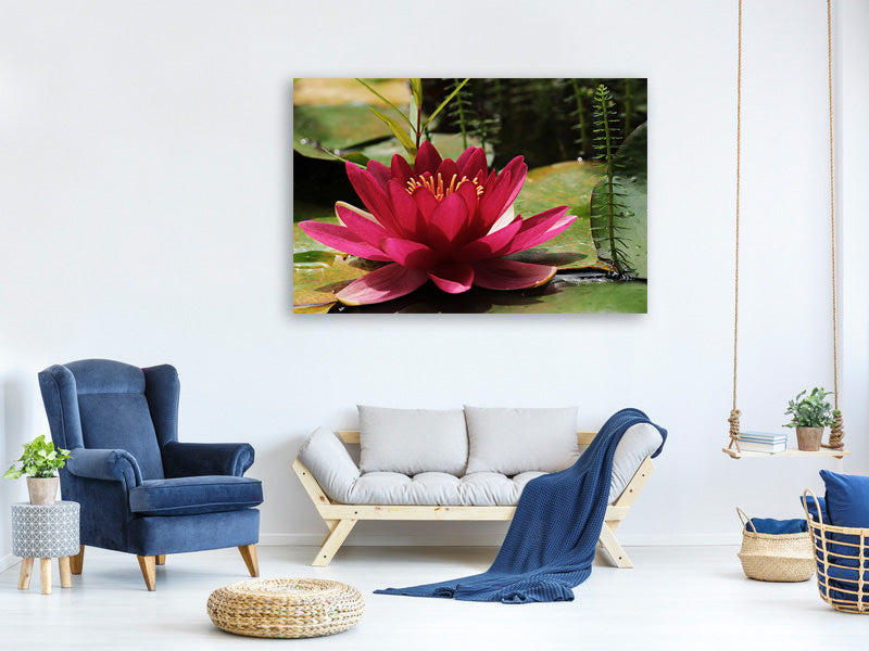 panoramic-3-piece-canvas-print-water-lily-in-red