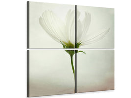 canvas-print-white-cosmos