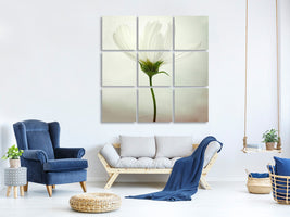 canvas-print-white-cosmos