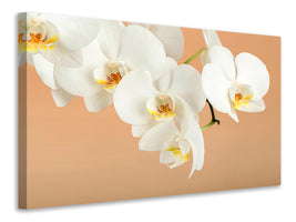 modern-4-piece-canvas-print-white-orchid-flowers