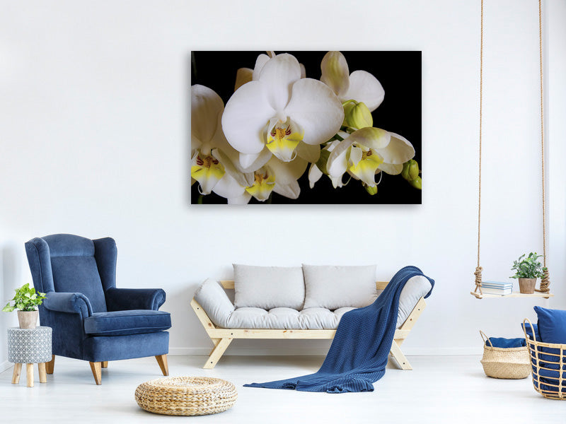 3-piece-canvas-print-white-orchids-in-bloom