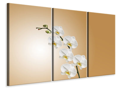 canvas-print-white-orchids-xl