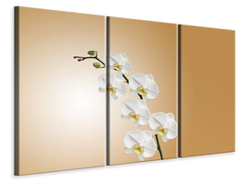 4-piece-canvas-print-white-orchids-xl