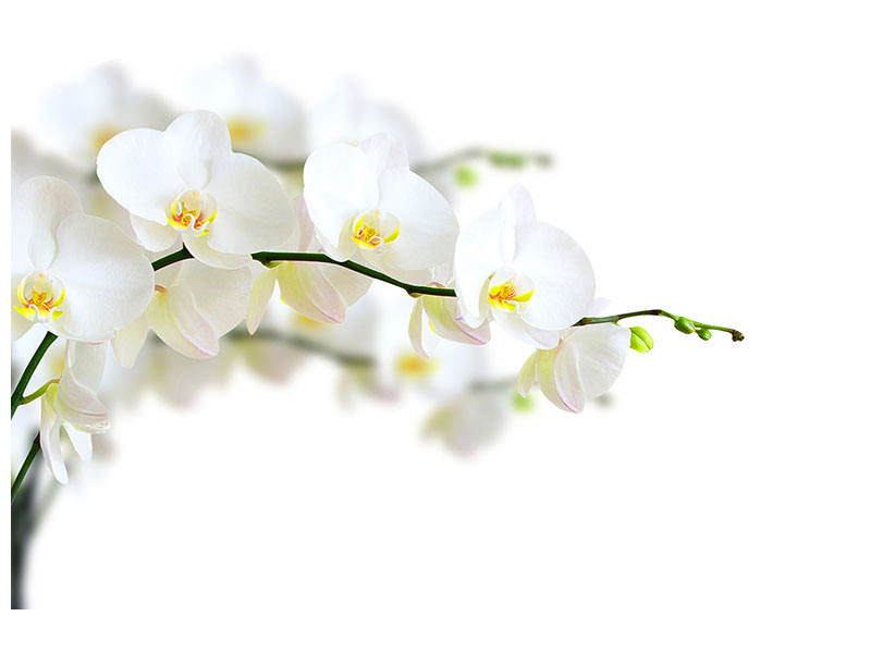 4-piece-canvas-print-white-orchids
